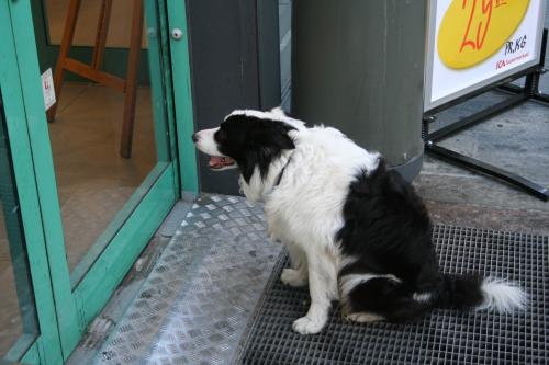 A lonely dog outside the store